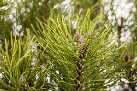 Pinus mugo mughus - LINERS 28 CEL TRAY P9 SIZE - image 4