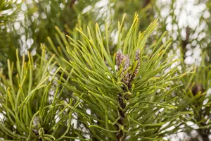 Pinus mugo mughus - LINERS 28 CEL TRAY P9 SIZE - image 4