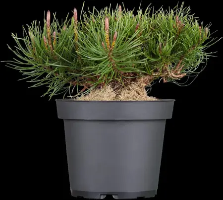 Pinus mugo mughus - 60-70 CM C10 - image 4