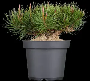 Pinus mugo mughus - 60-70 CM C10 - image 4
