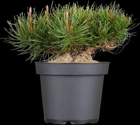 Pinus mugo mughus - 10 Ltr pot - image 4