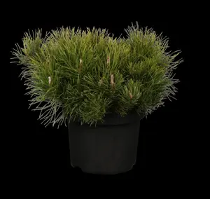 Pinus mugo mughus - 60-70 CM C10 - image 1