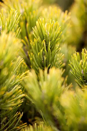 Pinus mugo 'Ophir' - 15-20 CM C2 - image 1