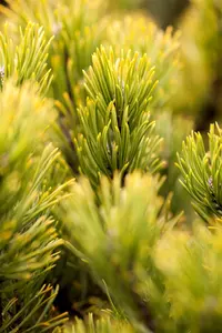 Pinus mugo 'Ophir' - 15-20 CM C2 - image 1