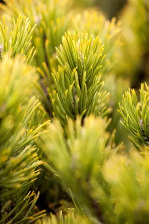 Pinus mugo 'Ophir' - 50 CM STEM C7.5