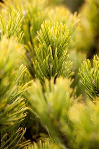 Pinus mugo 'Ophir' - 50 CM STEM C7.5