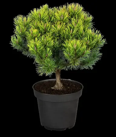 Pinus mugo 'Ophir' - 25-30 CM RB - image 2
