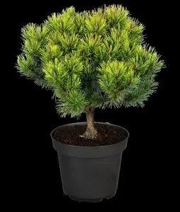 Pinus mugo 'Ophir' - 25-30 CM RB - image 2