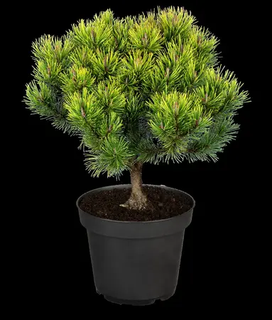 Pinus mugo 'Ophir' - 15-20 CM C2 - image 2