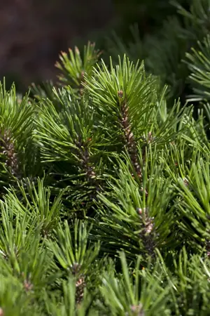 Pinus mugo 'Pal Maleter' - 100-125 CM RB