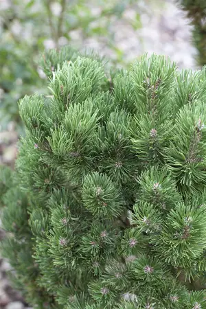 Pinus mugo 'Picobello' - 50-60 CM C30 - image 3