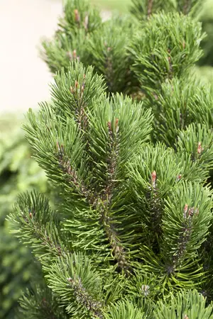 Pinus mugo 'Picobello' - 50-60 CM C30 - image 4