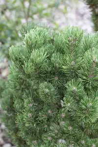 Pinus mugo 'Picobello' - 25-30 CM C7.5 - image 3