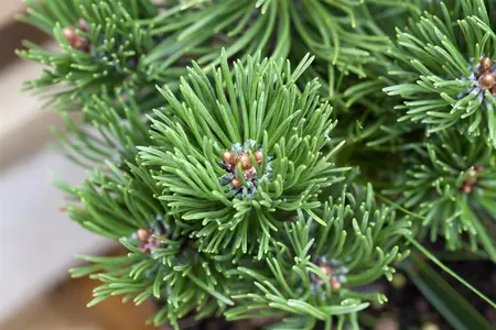 Pinus mugo 'Picobello' - 50-60 CM C30 - image 5