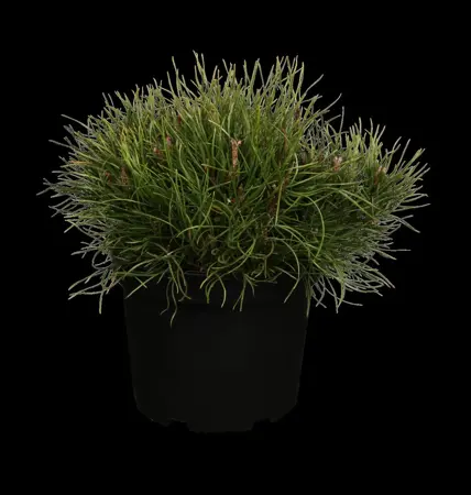 Pinus mugo pumilio - 60-70 CM C15 - image 1