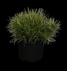 Pinus mugo pumilio - 60-70 CM C15 - image 1
