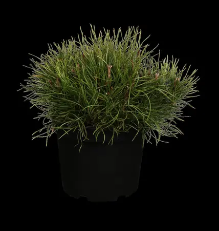 Pinus mugo pumilio - 30-40 CM C12 - image 1