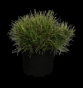 Pinus mugo pumilio - 30-40 CM C12 - image 1