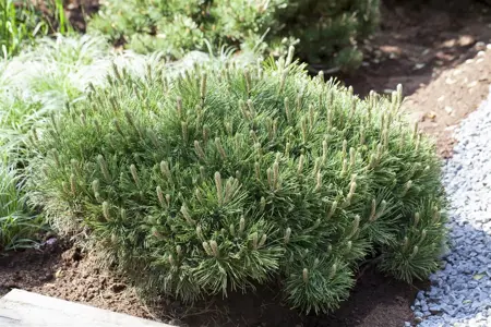 Pinus mugo pumilio - 2 Ltr pot - image 3
