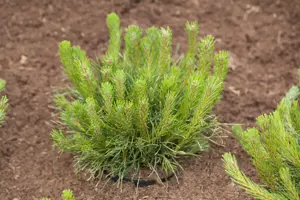 Pinus mugo pumilio - 2 Ltr pot - image 4