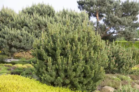 Pinus mugo pumilio - 60-70 CM C15 - image 2