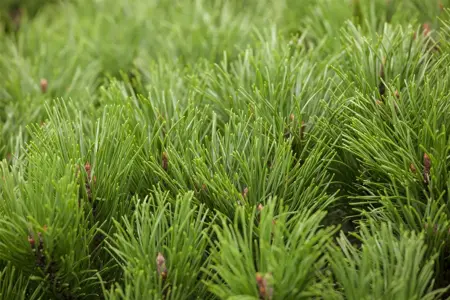 Pinus mugo pumilio - 60-70 CM C15 - image 5