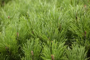 Pinus mugo pumilio - 60-70 CM C15 - image 5