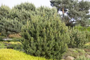 Pinus mugo pumilio - 1.5 Ltr pot - image 5