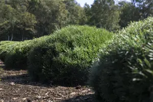 Pinus mugo pumilio - 1.5 Ltr pot - image 5
