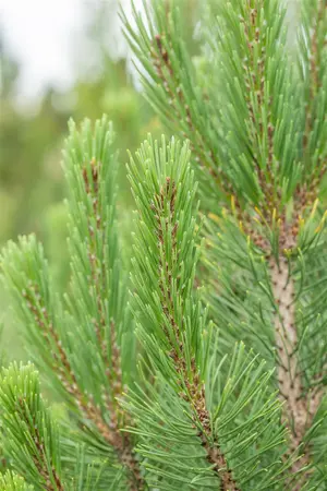 Pinus mugo 'Rigi' - 100-125 CM C18 - image 1