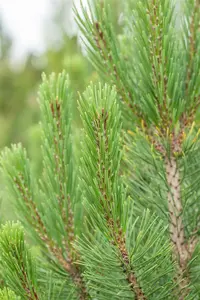 Pinus mugo 'Rigi'