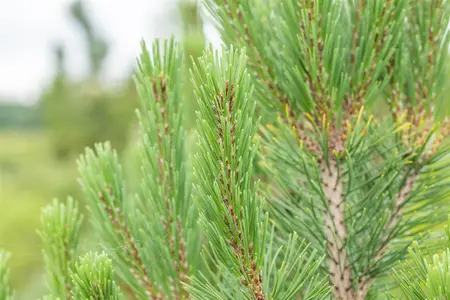Pinus mugo 'Rigi' - 100-125 CM C18 - image 2