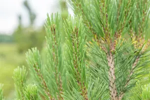 Pinus mugo 'Rigi' - 100-125 CM C18 - image 2