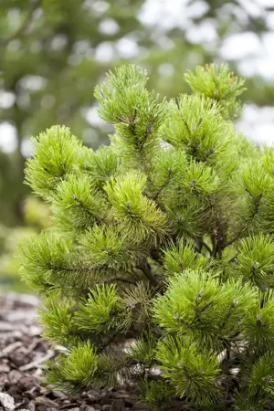 Pinus mugo 'Sherwood Compact' - 30-40 CM C12 - image 3