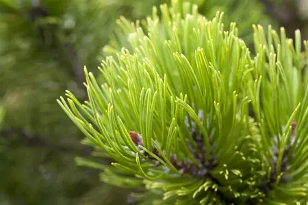 Pinus mugo 'Sherwood Compact' - 3 Ltr pot - image 1
