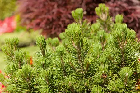 Pinus mugo uncinata - SOLITAIR 100-125 CM C35 - image 3