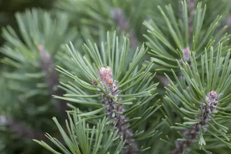 Pinus mugo uncinata - SOLITAIR 100-125 CM C35 - image 5
