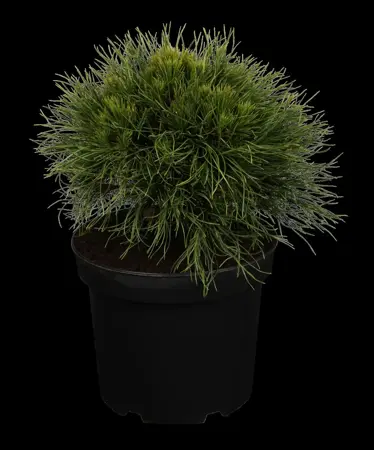 Pinus mugo 'Varella' - 7.5 Ltr pot - image 1