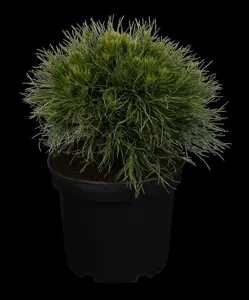 Pinus mugo 'Varella'