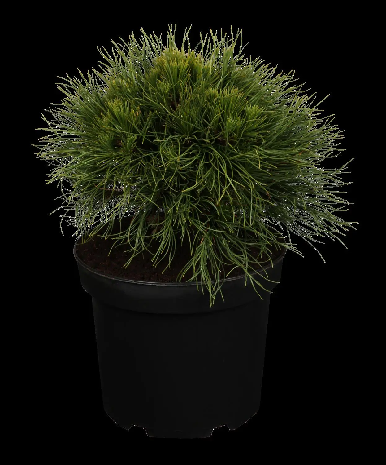 Pinus mugo 'Varella' - 30-40 CM C7.5