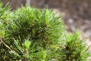 Pinus mugo 'Varella' - 7.5 Ltr pot - image 2