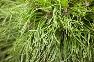 Pinus mugo 'Varella' - 7.5 Ltr pot - image 3