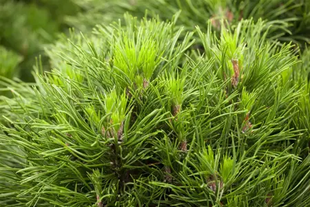 Pinus mugo 'Varella' - 7.5 Ltr pot - image 4