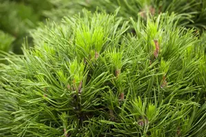Pinus mugo 'Varella' - 7.5 Ltr pot - image 4