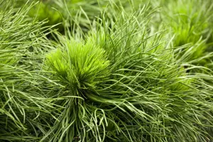 Pinus mugo 'Varella' - 7.5 Ltr pot - image 5