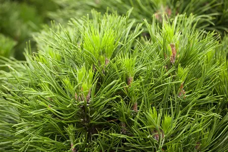 Pinus mugo 'Varella' - 40 CM STEM C12 - image 3