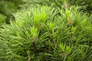 Pinus mugo 'Varella' - 40 CM STEM C12 - image 3