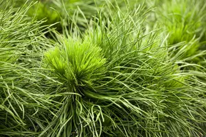 Pinus mugo 'Varella' - 40 CM STEM C12 - image 4