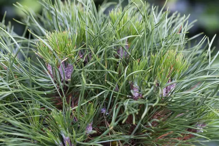 Pinus mugo 'Varella' - 40 CM STEM C12 - image 5
