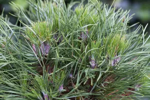 Pinus mugo 'Varella' - 40 CM STEM C12 - image 5